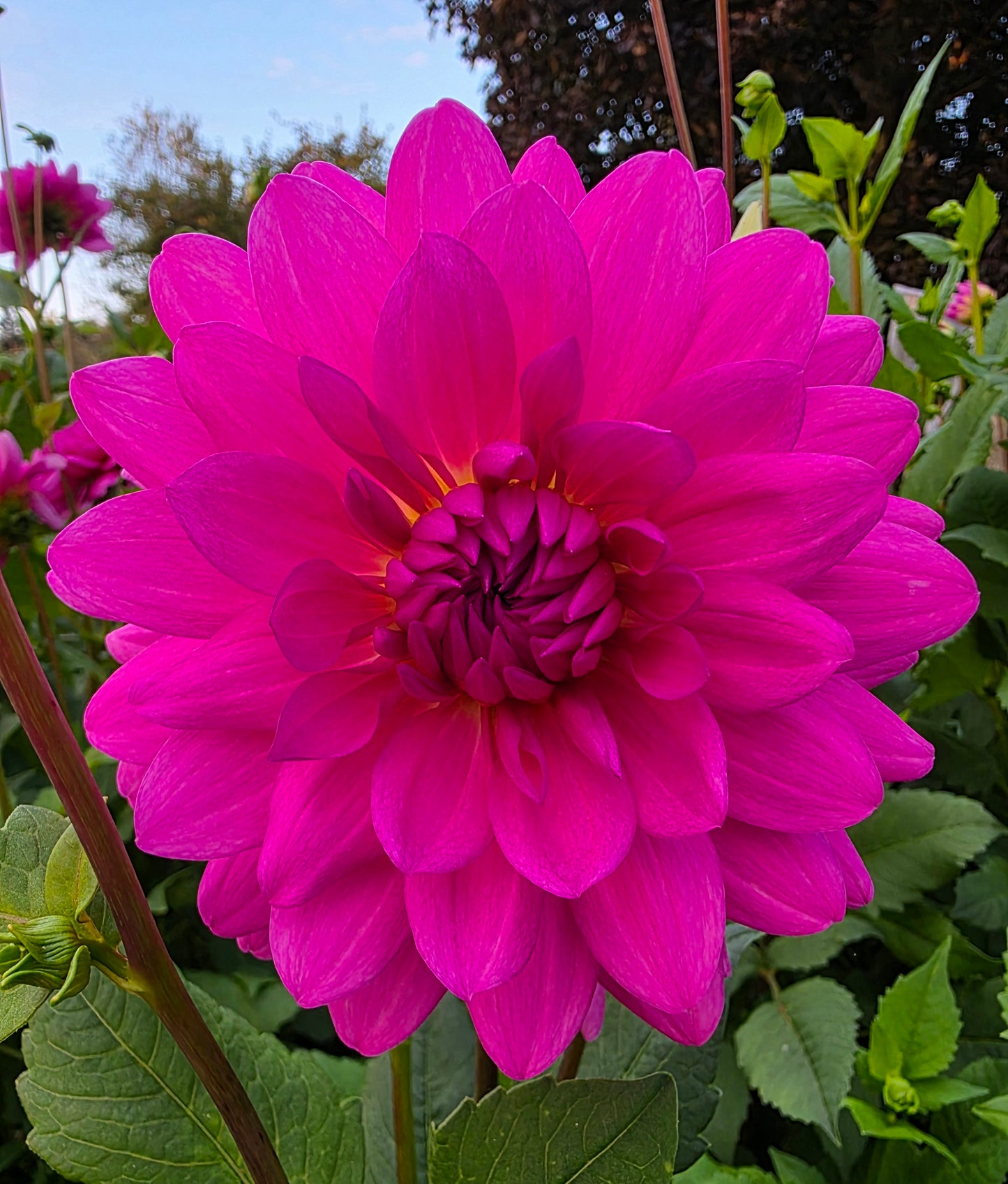 Pink informal decorative (name unknown)