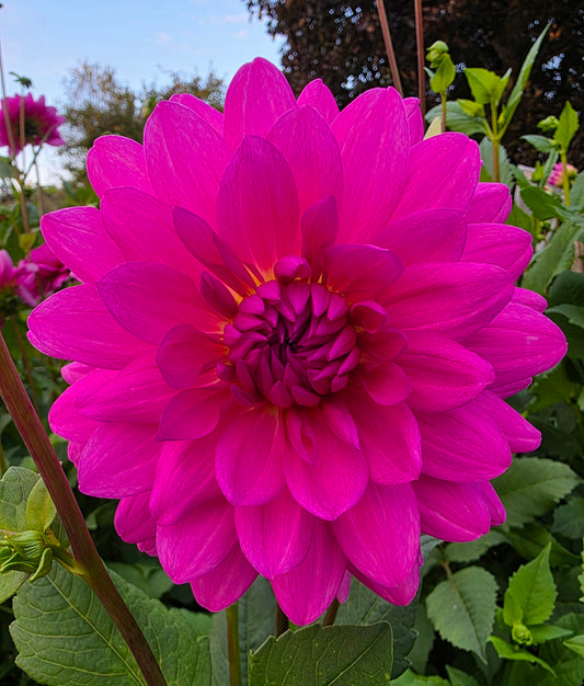 Pink informal decorative (name unknown)