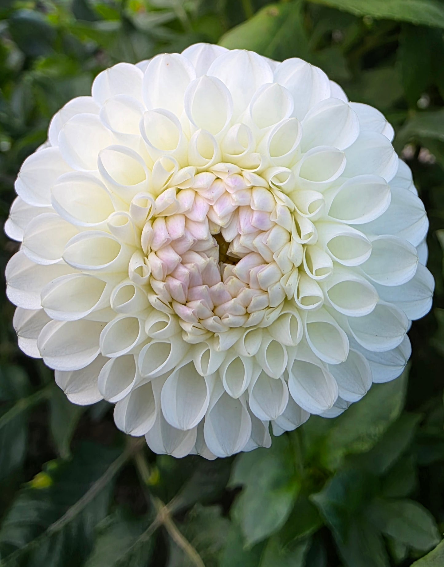 Hollyhill Miss White