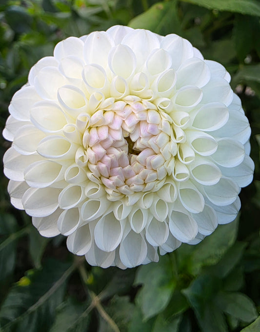 Hollyhill Miss White
